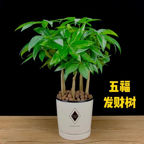 招财植物|盘点20种旺财又旺宅的植物，养起来！